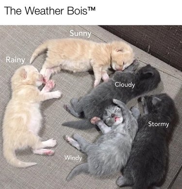 Five kittens are named after the weather. The text says, "The Weather Bois (Trademark) rainy, sunny, cloudy, windy, and stormy."