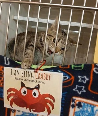 A rescue kitty is throwing a temper tantrum in a veterinarian cage. The sign says, "I am being crabby, please come back later."