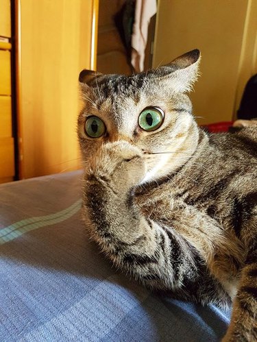 A shocked cat covers their mouth with their paw.