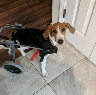 Lieutenant Dan the two-legged dog walks in his wheelchair