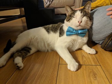 Melvin the cat without eyes wears a bow tie