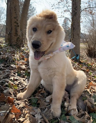 Rae the "unicorn" golden retriever outside in fall leaves