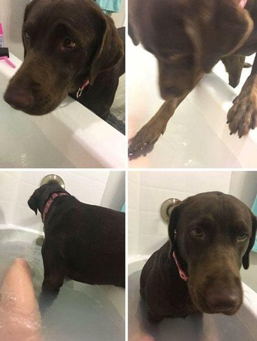 Brown lab climbing into bath with a person