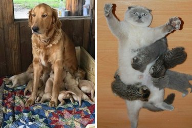 animal moms who are over parenting