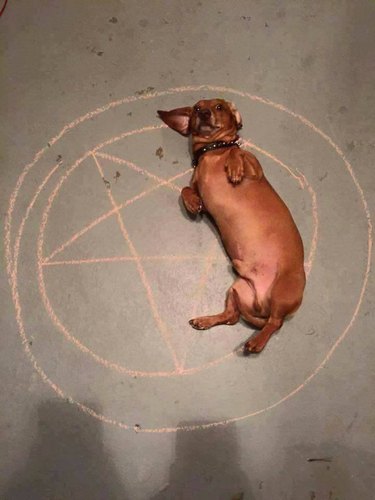 Dog lying down on a pentagram
