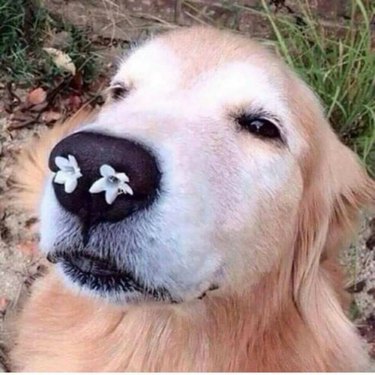 Lab with flowers in his nose