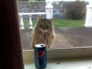 Cat through window looks like he's drinking a soda