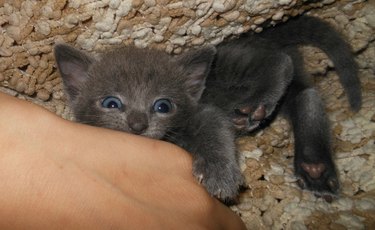 Tiny kitten attack