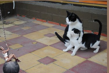 Cat covering a kitten's mouth.