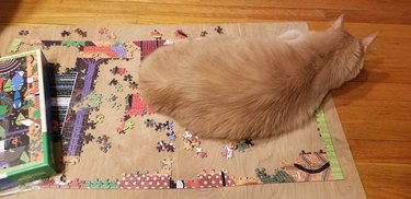 Cat laying on puzzle