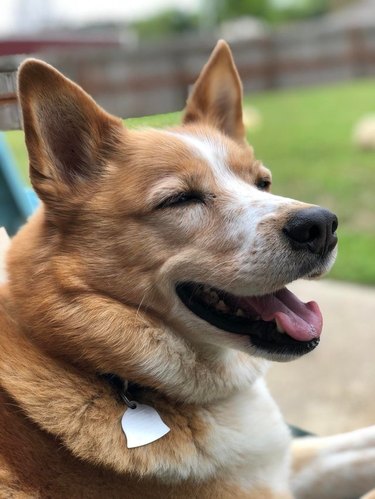 Profile of a happy dog.