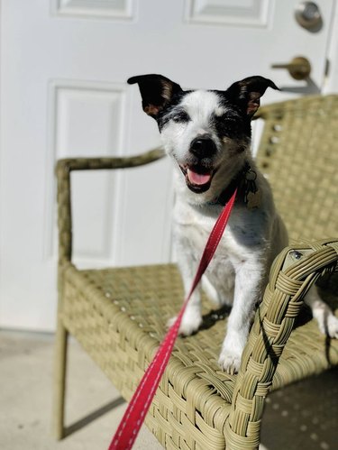 A happy dog with a red leash is sitting on a chair.