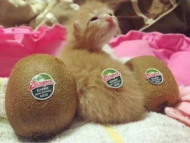 funny animal pictures that will make you laugh