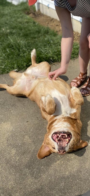 A happy dog is getting a tummy rub.