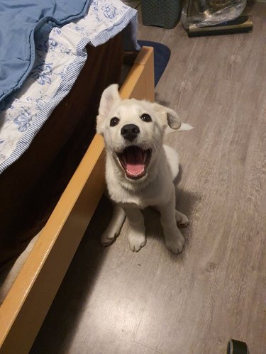 A smiling puppy is looking at the camera and sitting on the floor by a bed.