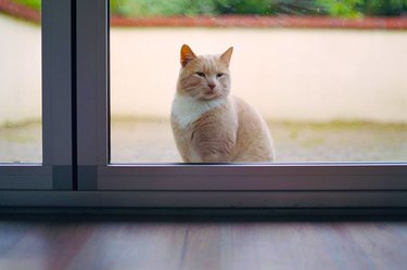 Why do cats go to other houses?