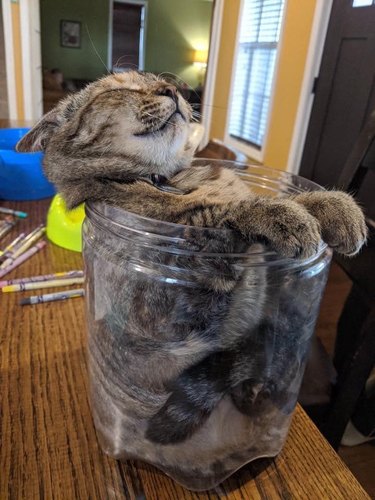 Cat sleeping in improbably small glass container