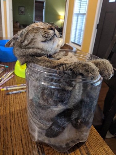 A kitten is dozing in a container.