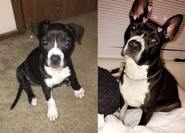 People are sharing pictures of their pups all grown up and it's mad cute