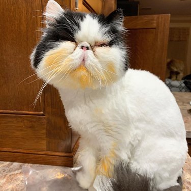 A black and white cat is soaked in lasagna water.