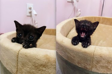 Two side by side photos of a black kitten meowing in a cat bed.