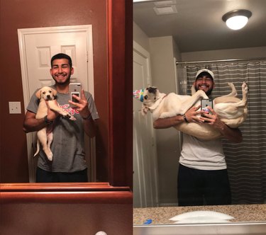 People are sharing pictures of their pups all grown up and it's mad cute