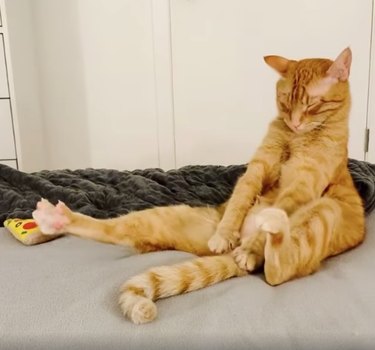 An orange cat is sleeping and doing hind leg stretches.