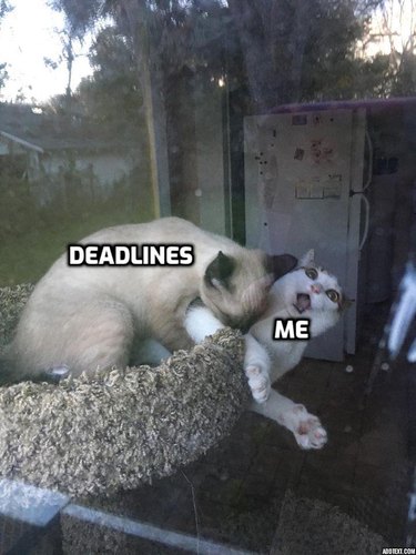 A cat is biting a second cat, and there is text that says, "deadlines" and "me".