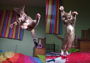 Two side by side photos of a cat jumping on a bed.