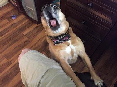 pet reactions when you realize something is 10 years old