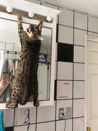 A cat climbs up a bathroom vanity mirror, and looks back at the camera.