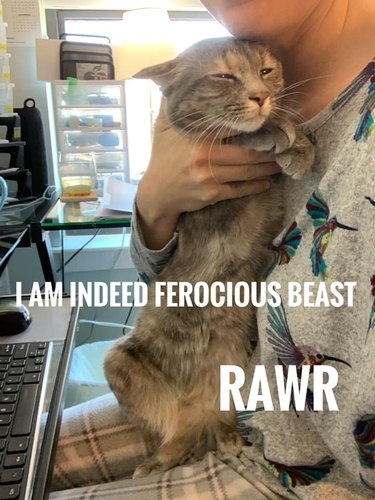A woman cuddles her cat with text that says, "I am indeed ferocious beast - Rawr".