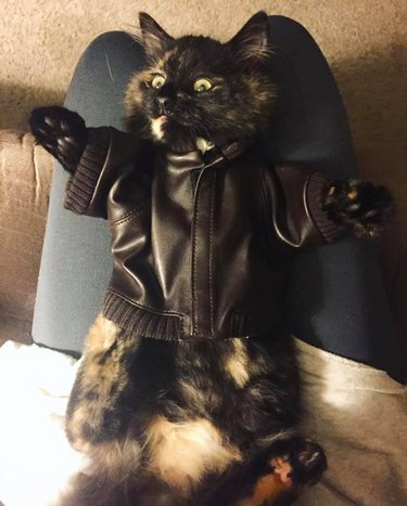 A tortoiseshell cat is on their back in their pet parent's lap, and is wearing a small leather jacket.