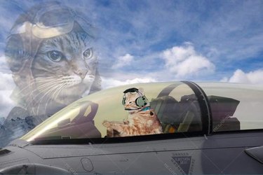 A cat is photoshopped as a fighter pilot.