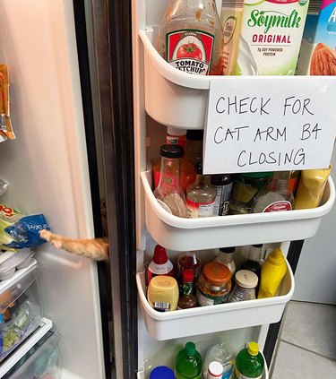 A sign on a refrigerator shelf says, "check for cat arm b4 closing".