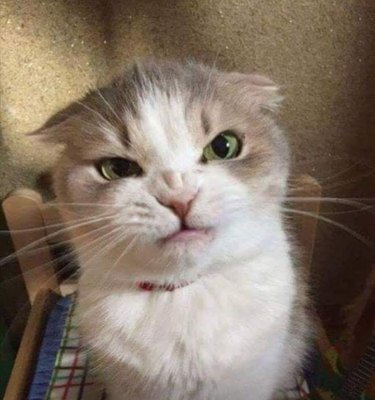 A grumpy cat makes an annoyed face.