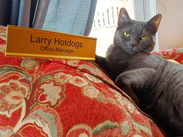 A cat is next to a nameplate that says, "Larry Hotdogs: Office Manager".