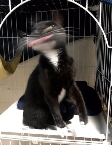 A cat is shaking their head with their tongue out, resulting in a blurry photo.