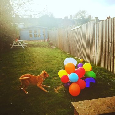 Dog reacting to a colorful bunch of balloons on the grass in a backyard.