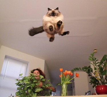 Cat flying towards the camera