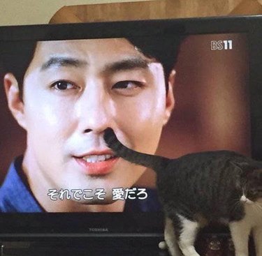 Cat standing in front of a television with its tail seeming to poke into an actor's nose