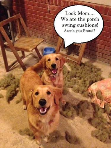 Golden retrievers surrounded by pillow stuffing with a speech bubble that says "Look Mom... We ate the porch swing cushions! Aren't you proud?"