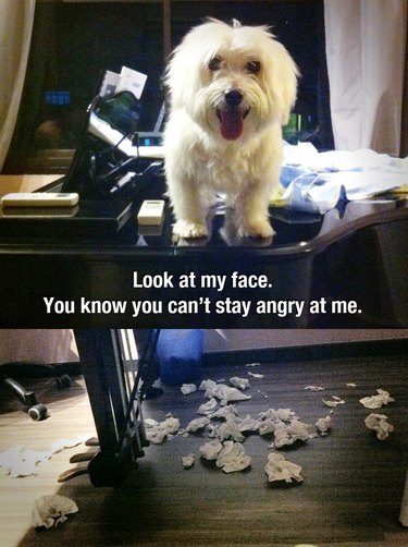 Maltese dog standing on a piano on top of chewed up sheet music. Caption: Look at my face. You know you can't stay angry at me.