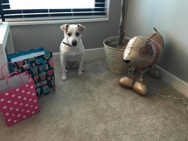 Dog staring at the camera while sitting next to a dog-shaped balloon.