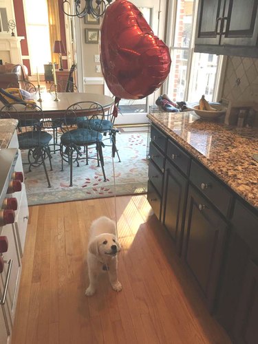 Labrador puppy with a heart balloon.