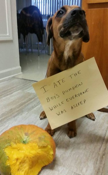 Dog next to partially eaten pumpkin wearing a sign that says "I ate the boy's pumpkin while everyone was asleep."