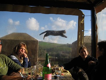 Four people dining while a cat appears to fly past the window behind them