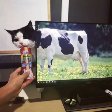 Black and white cat standing behind computer monitor displaying a cow