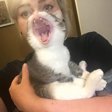 Yawning cat lined up with woman's mouth