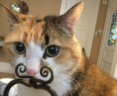 Cat standing behind a decorative object that looks like a mustache